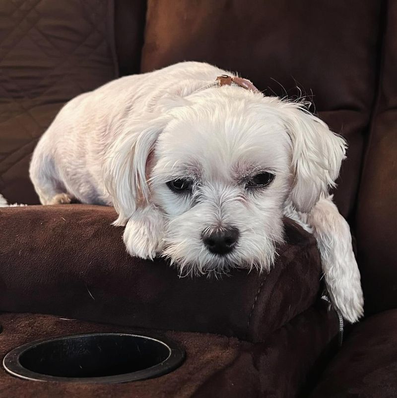 Maltese