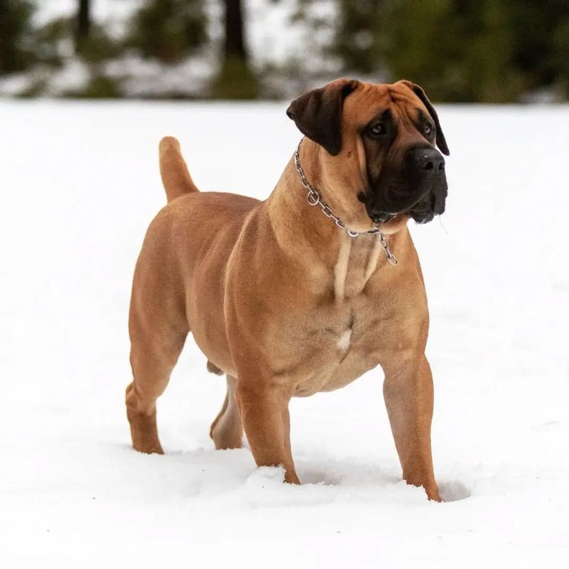 Boerboel