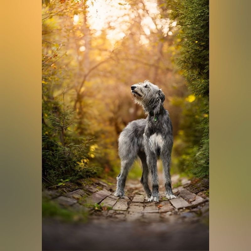 Irish Wolfhound