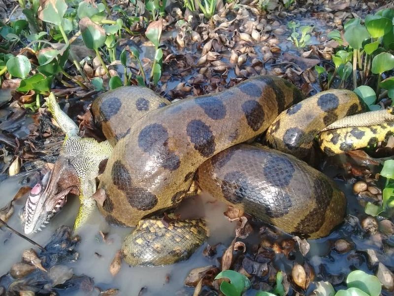 Anaconda