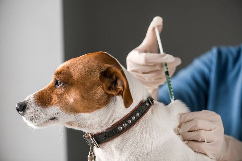Lyme Disease Vaccine