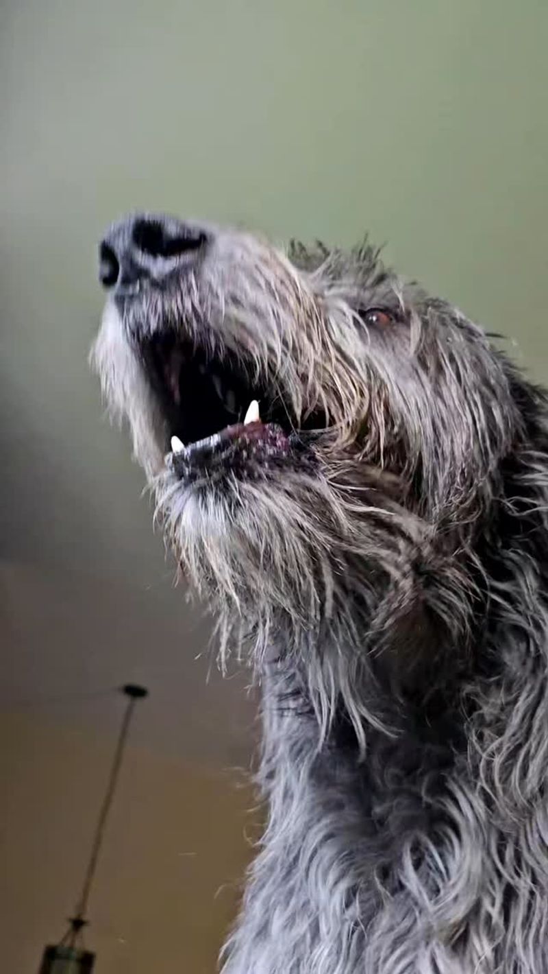Irish Wolfhound