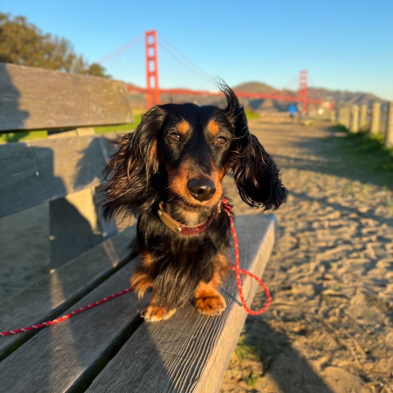 Dachshund
