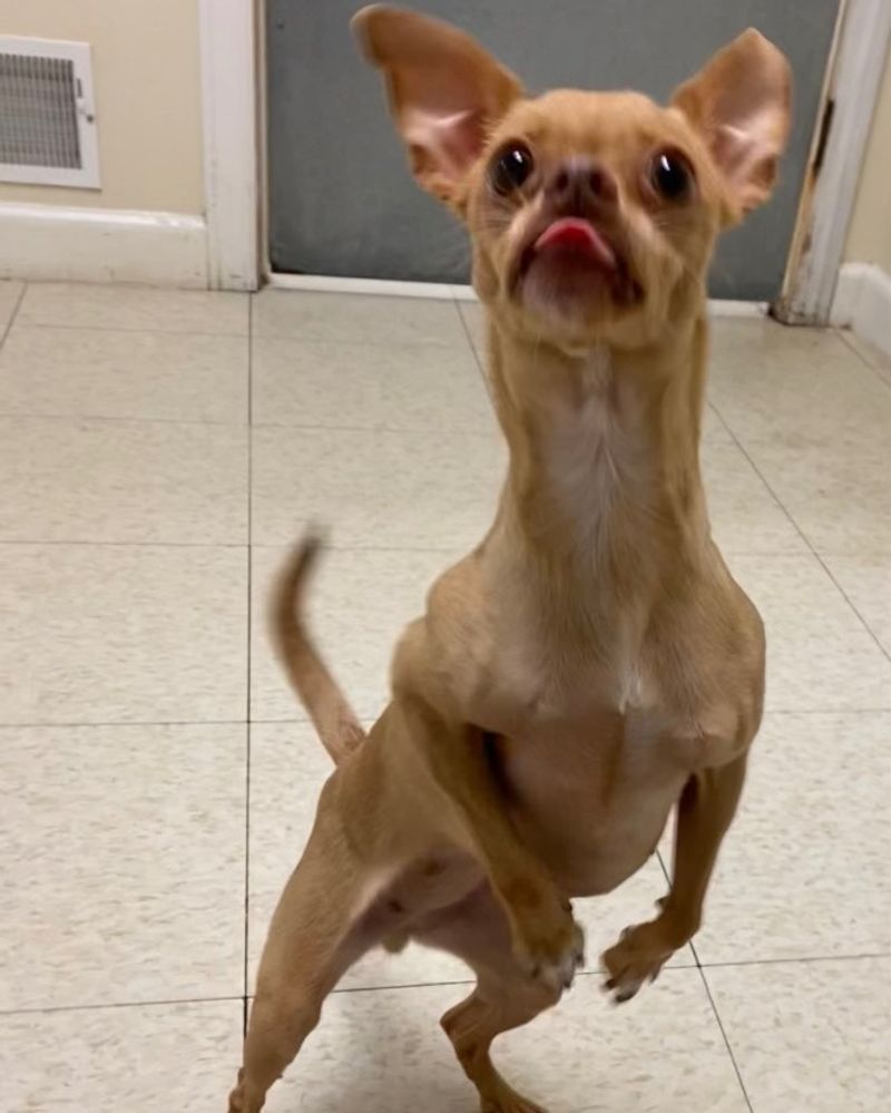 Chihuahua