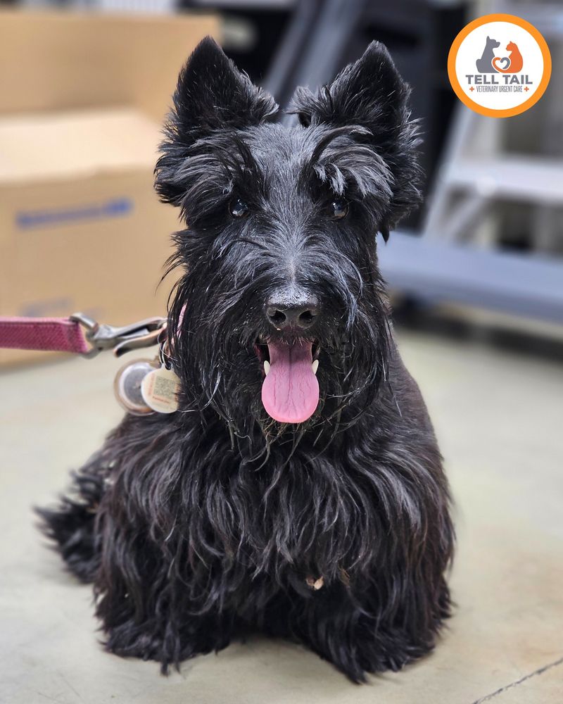 Scottish Terrier