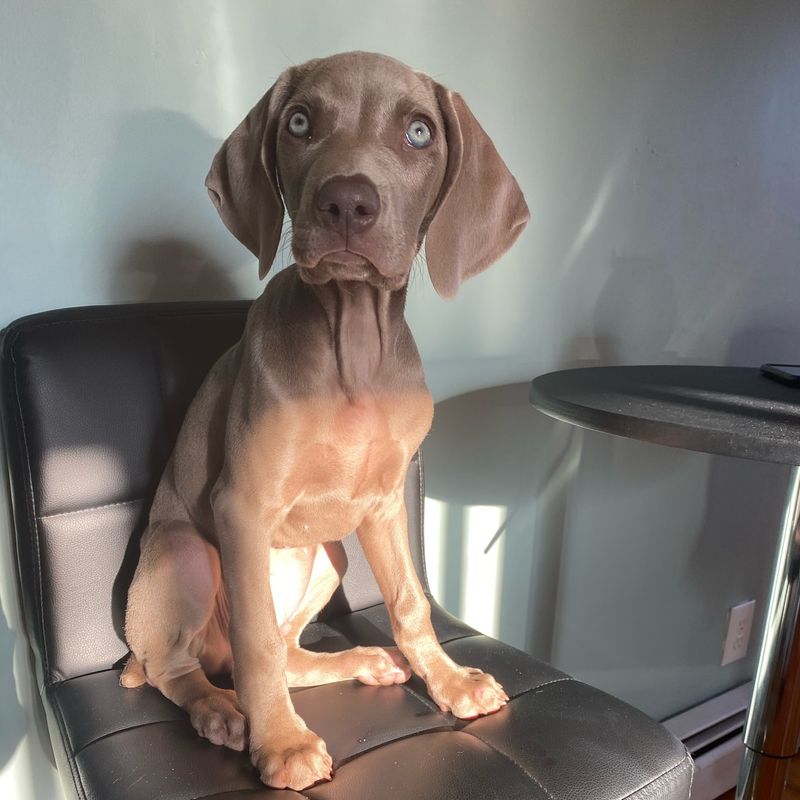 Weimaraner