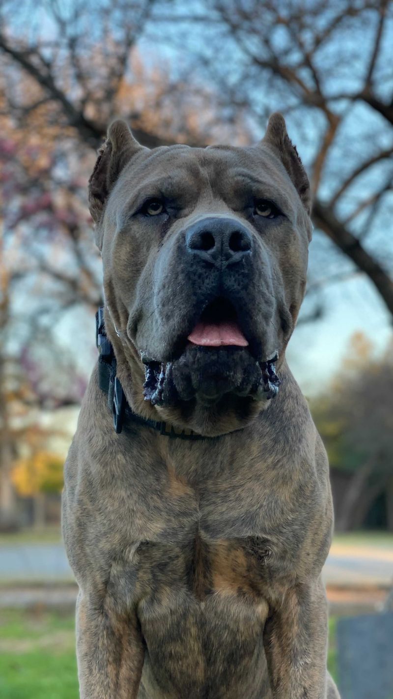 Cane Corso