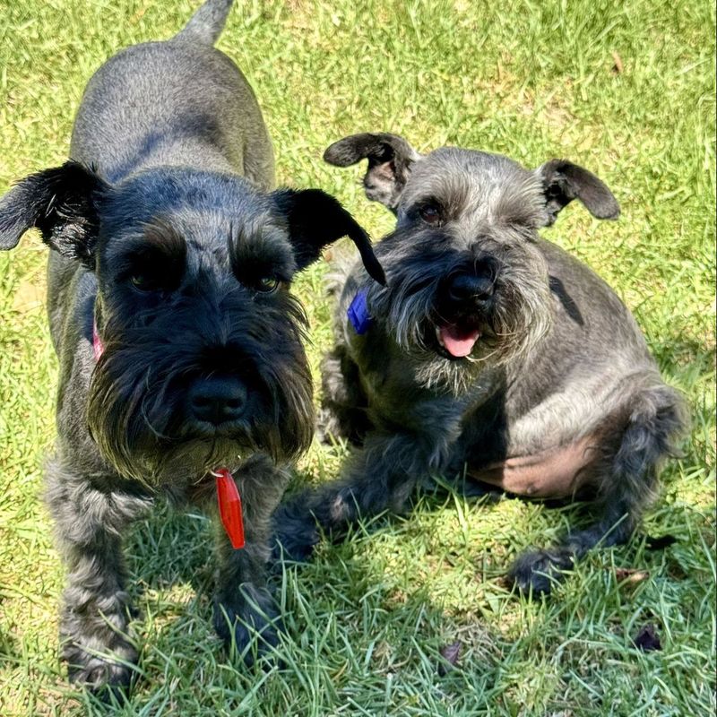 Miniature Schnauzer