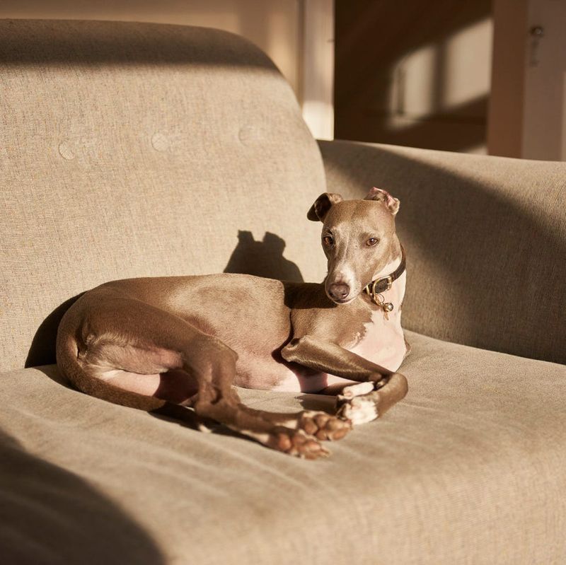 Whippet