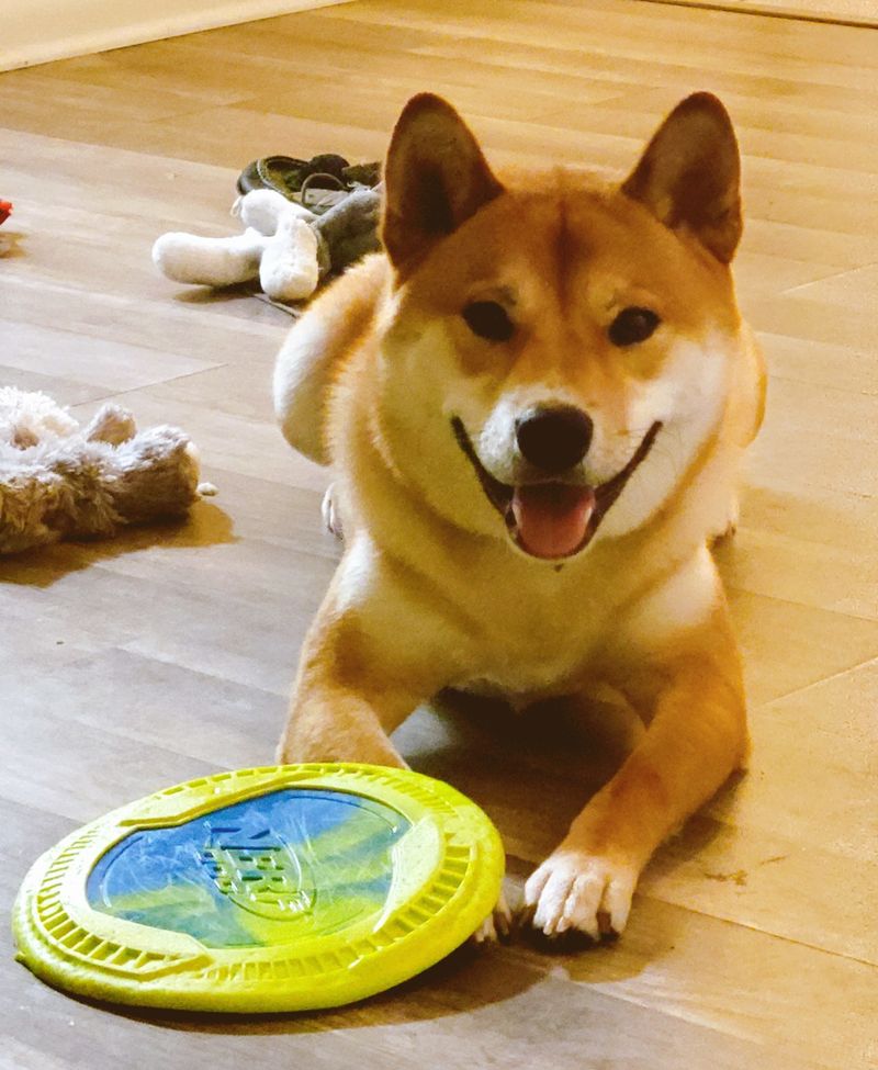 Shiba Inu