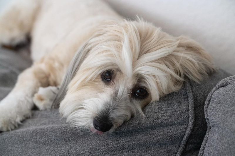 Havanese