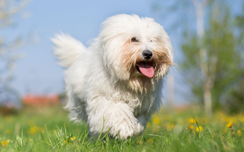 Coton de Tulear