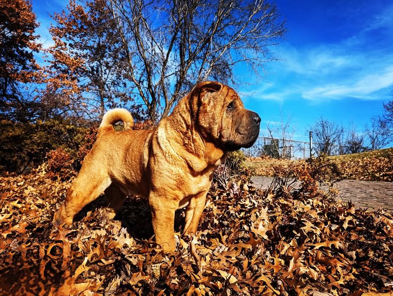 Shar Pei