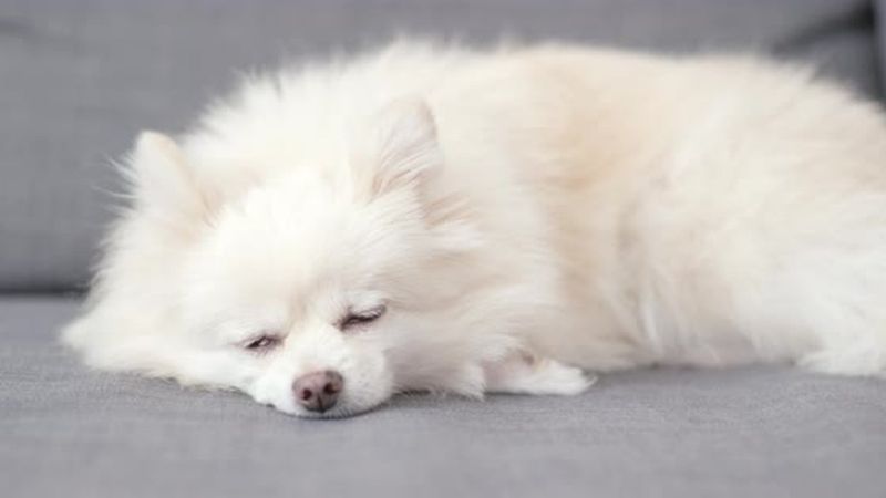 Pomeranian
