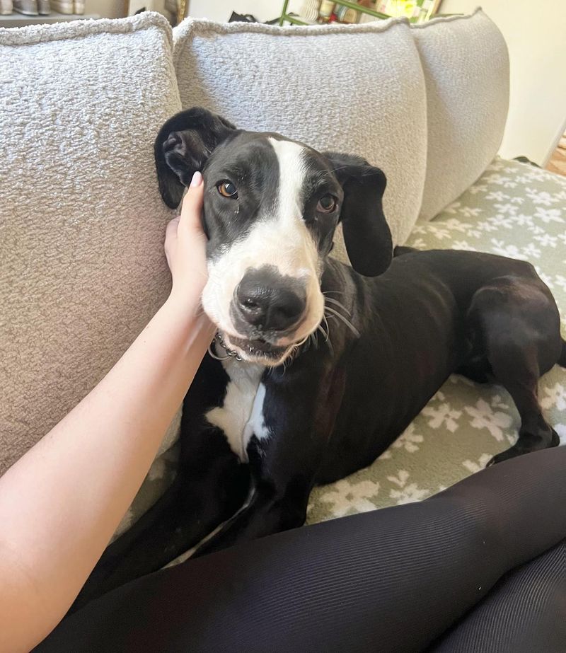 Great Dane