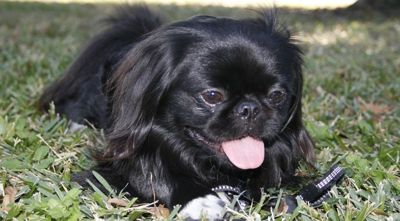 Pekingese
