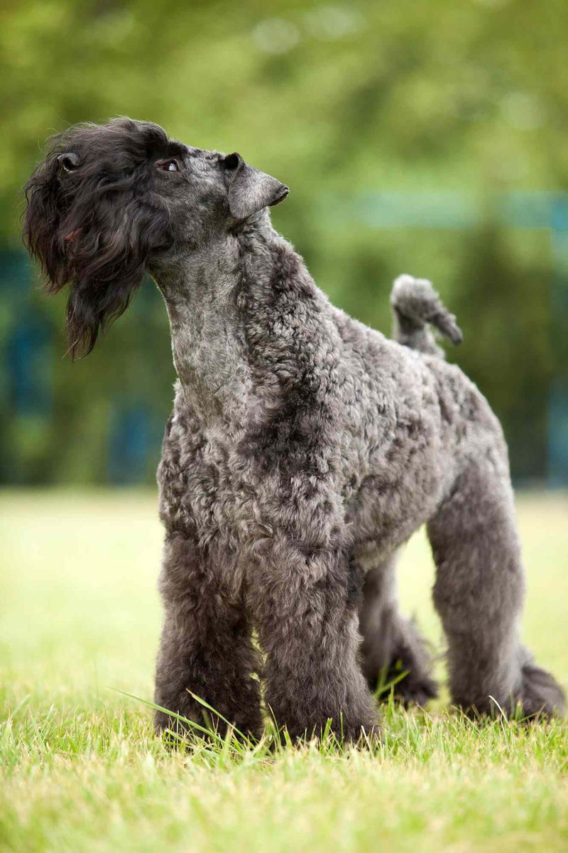 Kerry Blue Terrier
