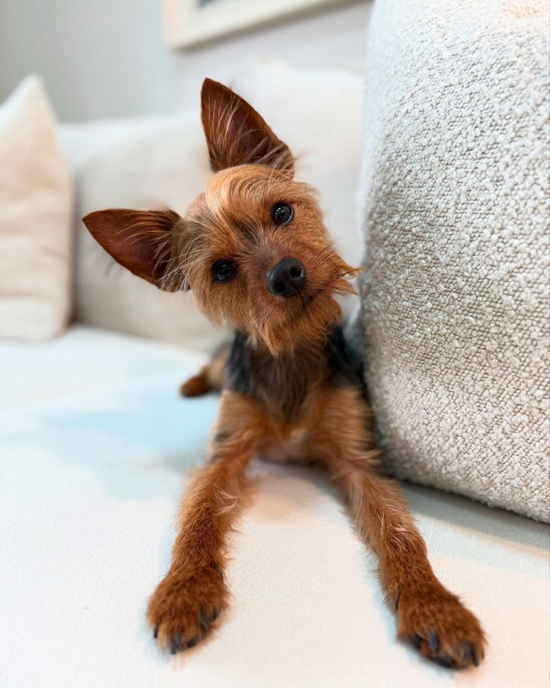 Yorkshire Terrier