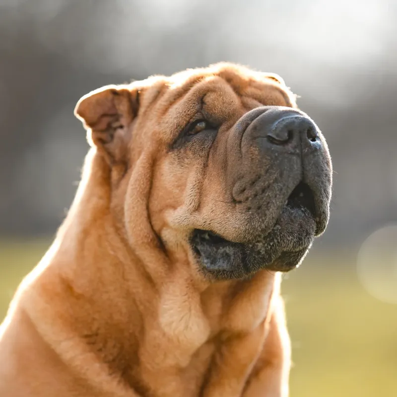Shar Pei