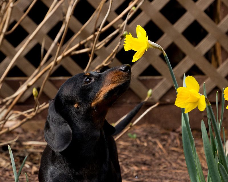 Sniffing