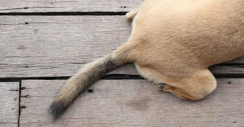 Drooping Tail