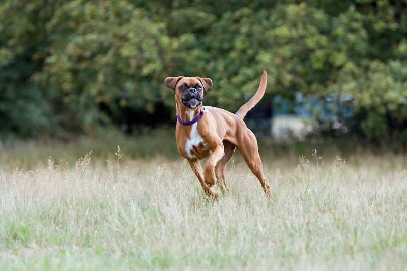 Wagging Tail