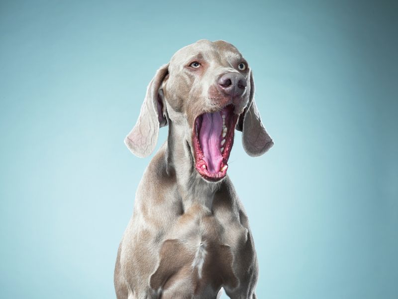 Yawning When You Yawn