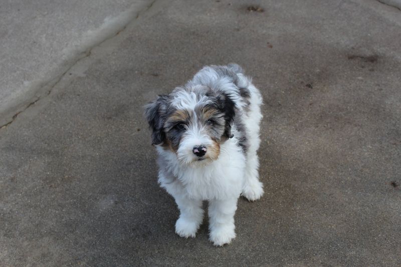 Puppy Training
