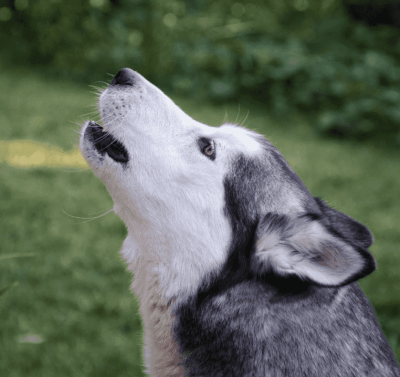 Vocalization