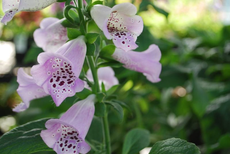 Foxglove
