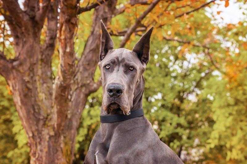 Zeus, the Majestic Elder