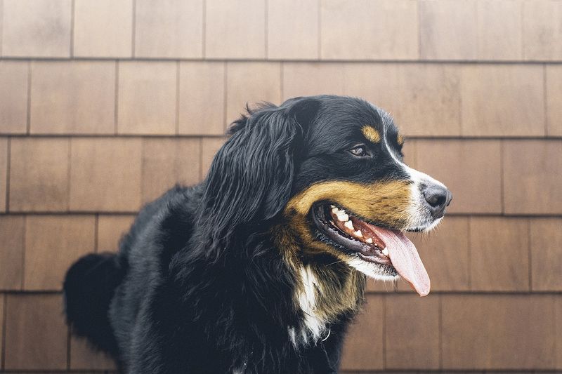 Constant Panting