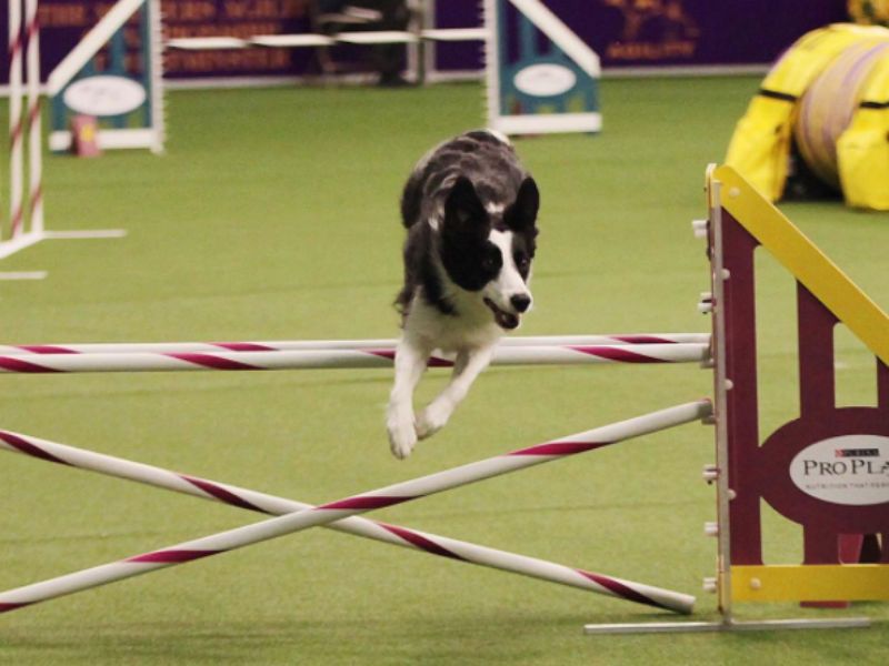 Participating in Dog Sports