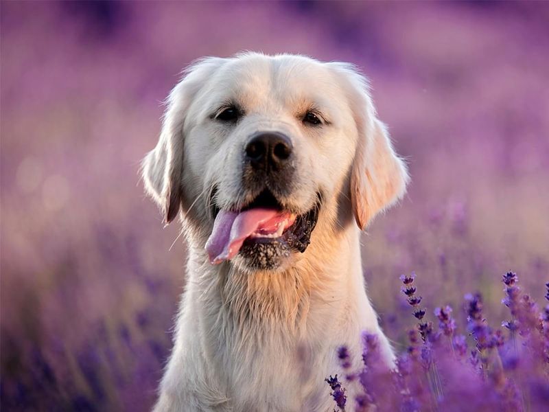 Aromatherapy with Lavender