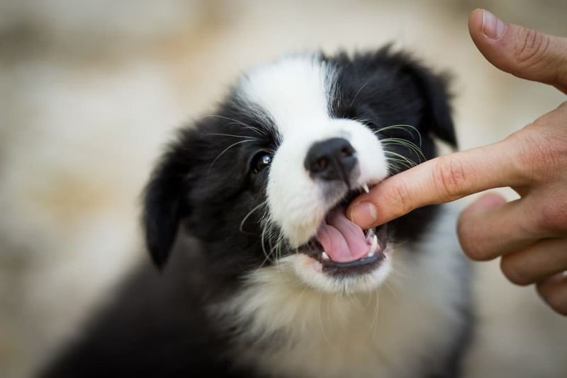 Puppy's Temperament