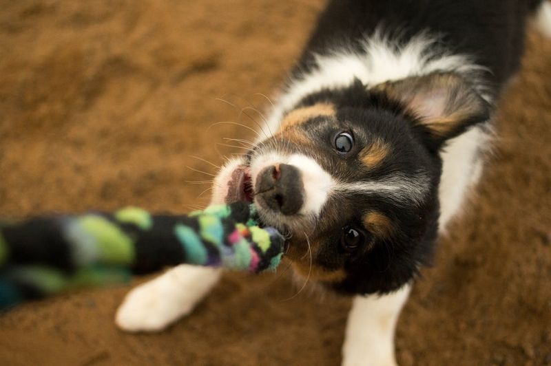 Interactive Playtime
