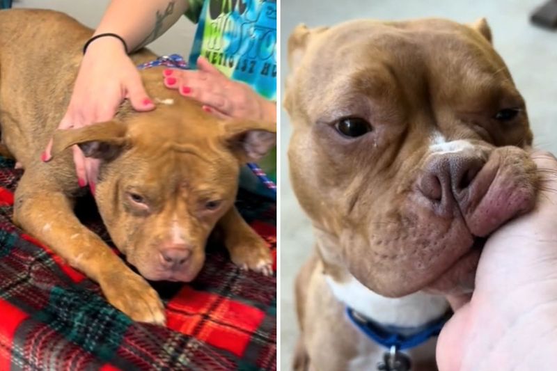 Dogs with a History of Trauma
