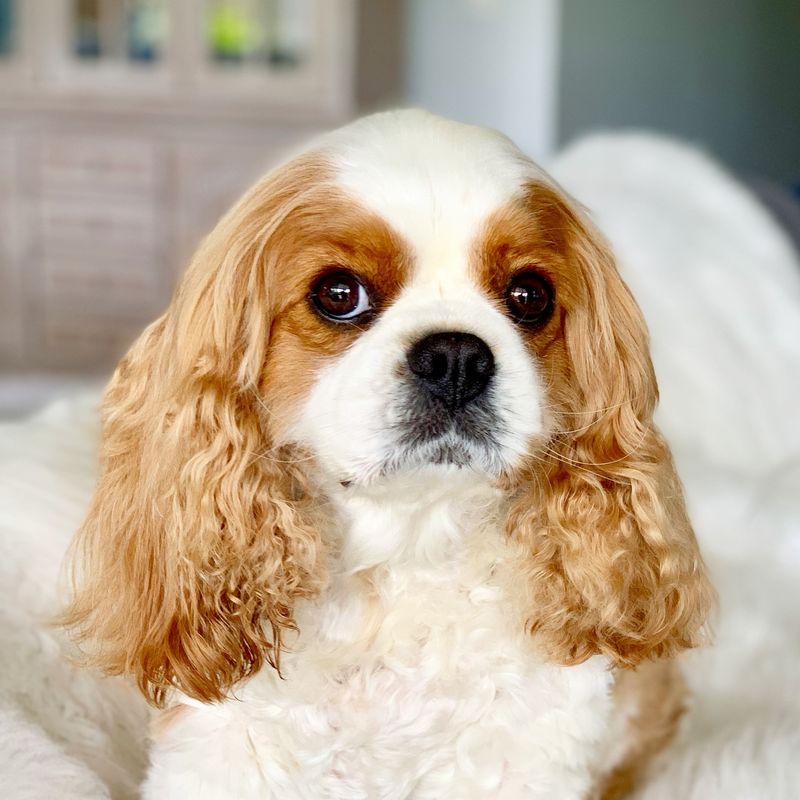 Cavalier King Charles Spaniel
