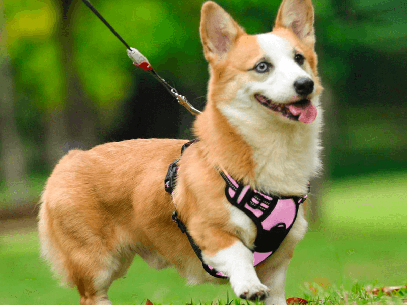 No-Pull Harness