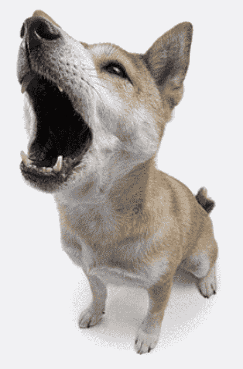 Excessive Barking