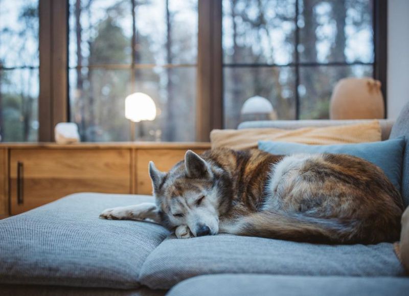 Napping More Often