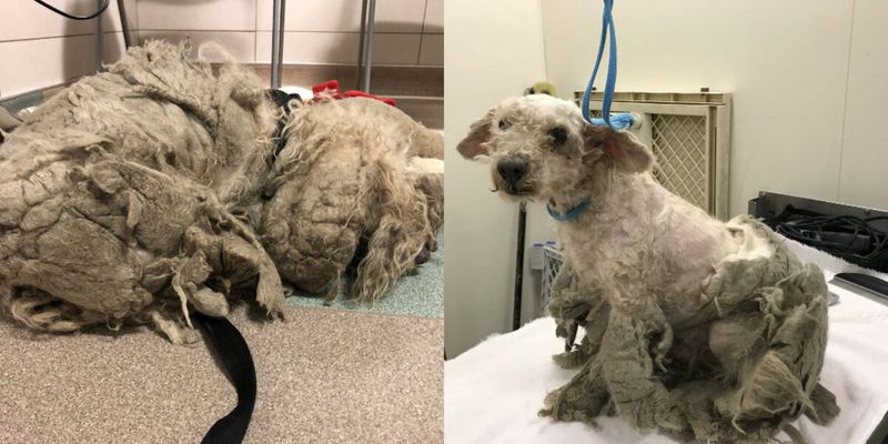Changes in Grooming Habits