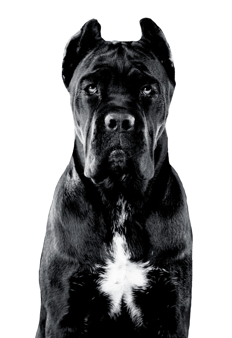 Noble and Dignified Demeanor