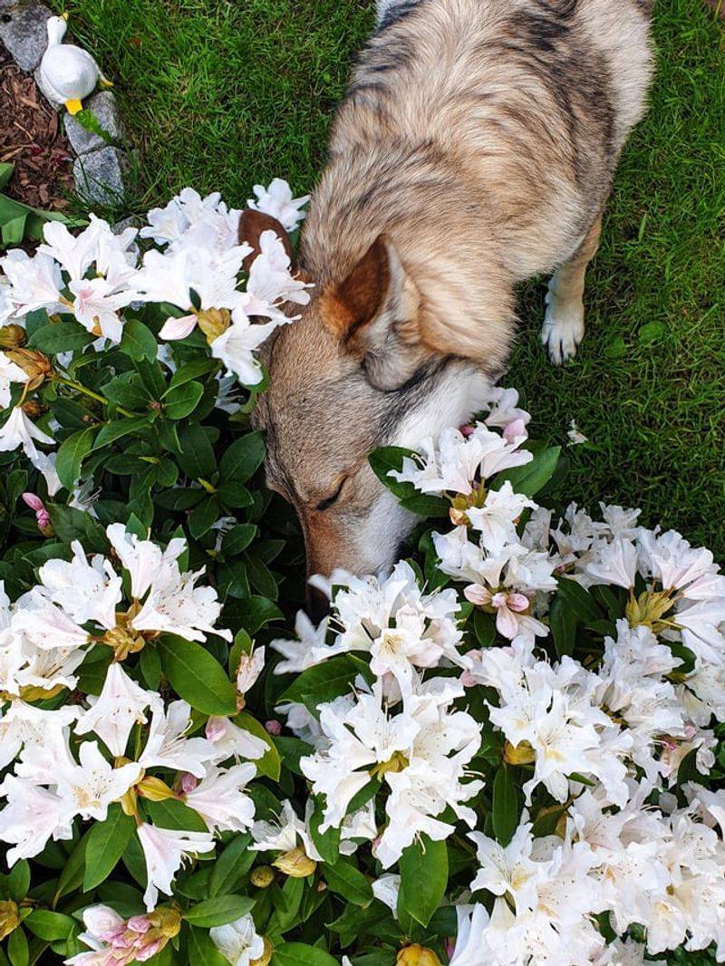Curious Sniffing
