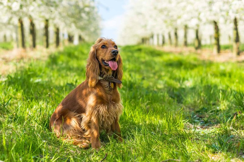 Allergy Detection