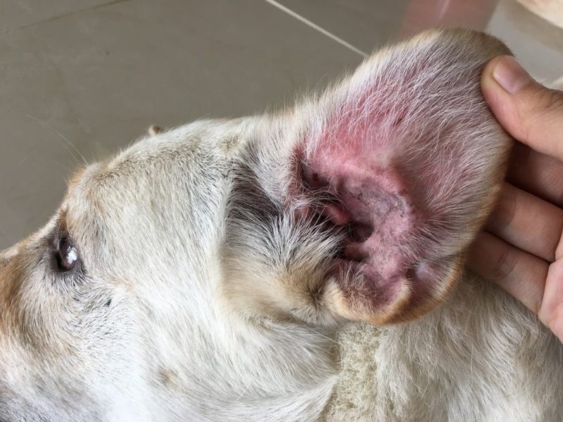 Frequent Ear Infections