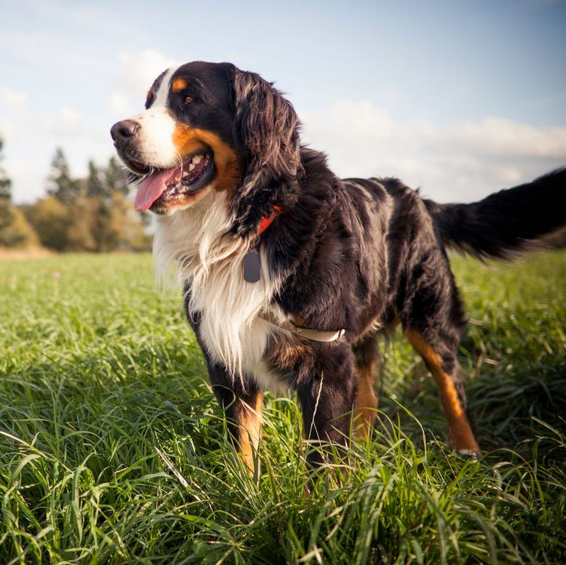 Bernese Mountain Dog