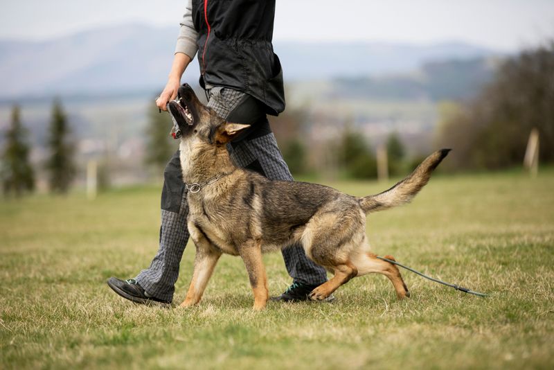 Intelligence and Trainability