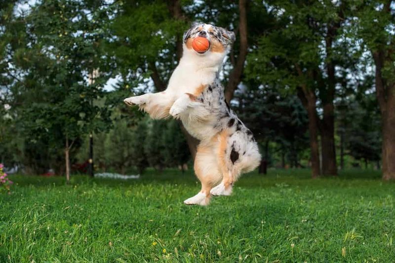 Playful Personalities