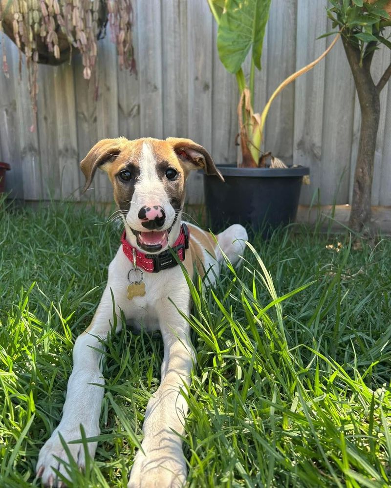 Whimsical Whippet